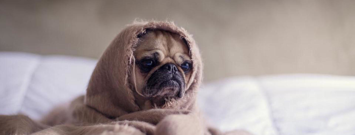 Sad dog in a blanket disappointed