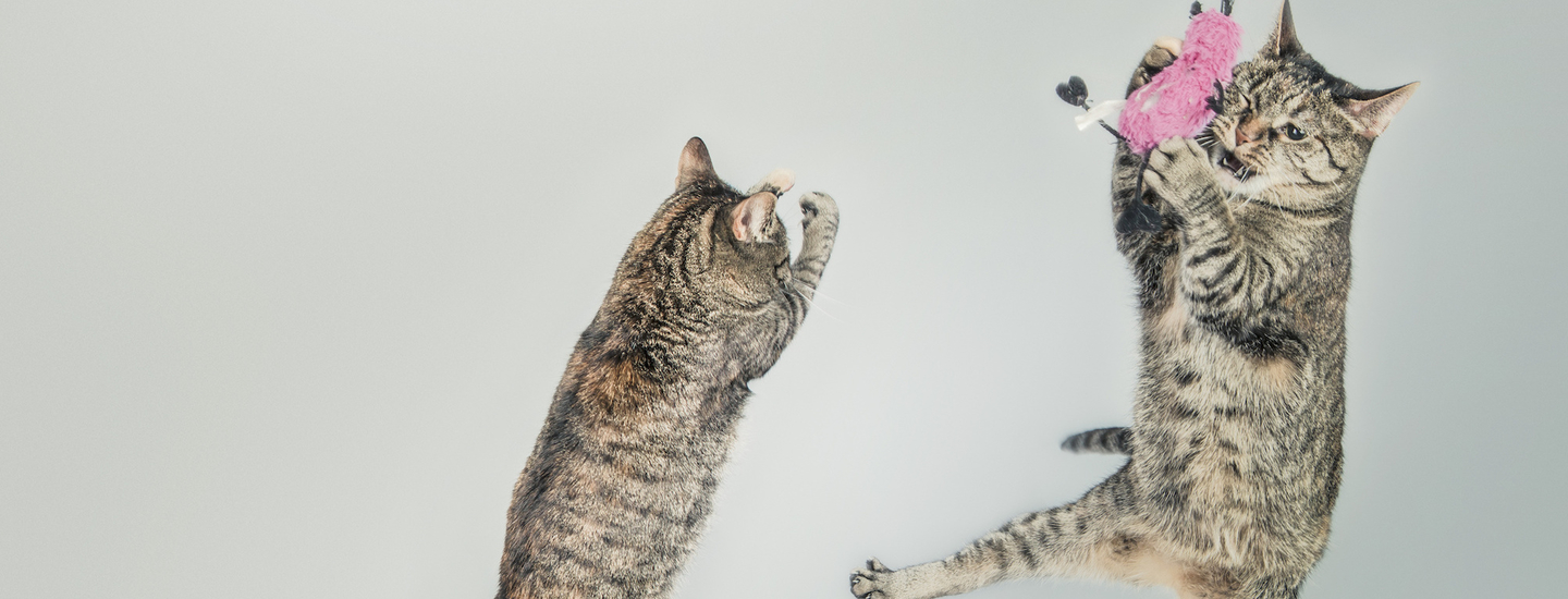 Katzen in the air