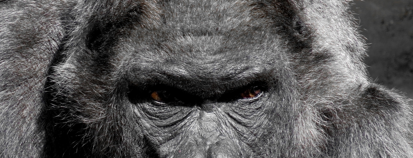 Gorilla monkey ape zoo