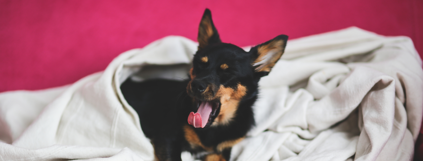 Hund schluss mit mude
