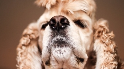 Middle animal dog eyes fur 1