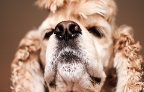 Small animal dog eyes fur 1