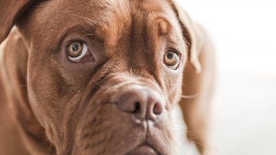 Middle hund angst s ss tier