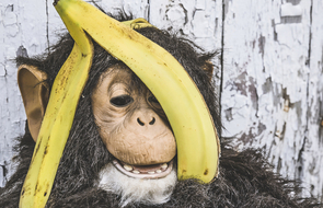 Small affe banane fail bewerbung interview