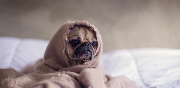 Big sad dog in a blanket disappointed