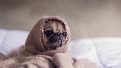 Middle sad dog in a blanket disappointed