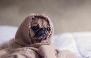 Small sad dog in a blanket disappointed