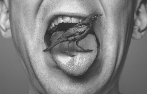 Small bird on the tongue don t say a word
