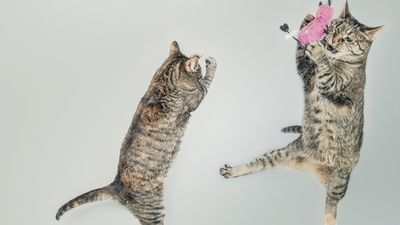 Middle katzen in the air