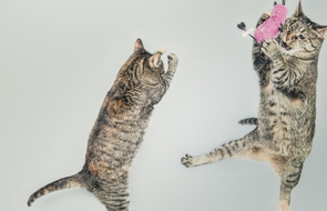 Small katzen in the air