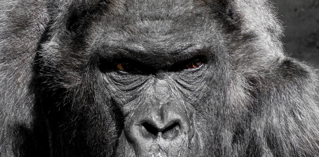 Big gorilla monkey ape zoo