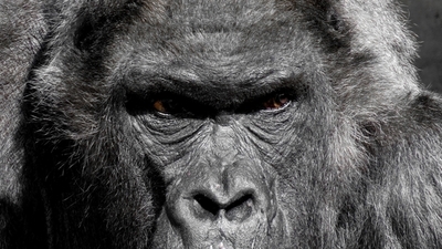 Middle gorilla monkey ape zoo