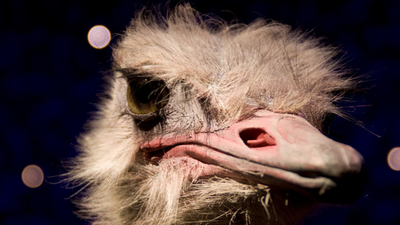 Middle tier sexy funny animal