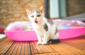 Small katze umgehen kollege mit arbeit schm ckt