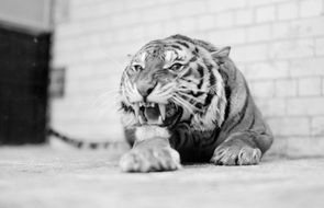 Small tiger yelling
