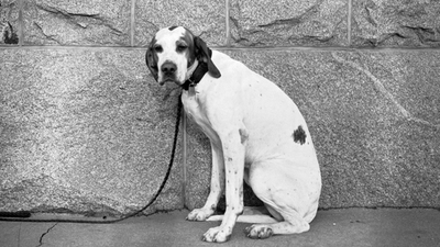Middle hund was bedauern sie an ihrer karriere